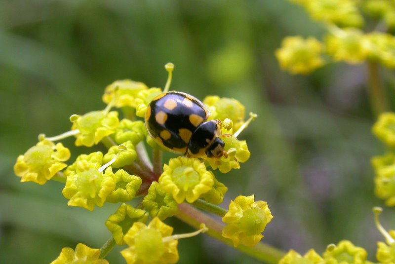 File:Propylaea quatuordecimpunctata (2129838820).jpg