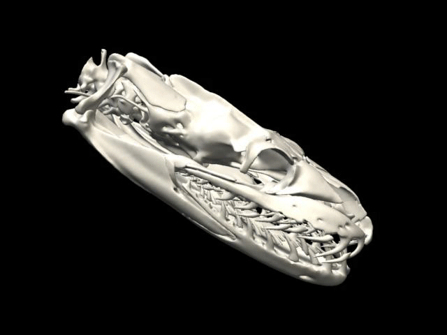 File:Python skull rotation.gif
