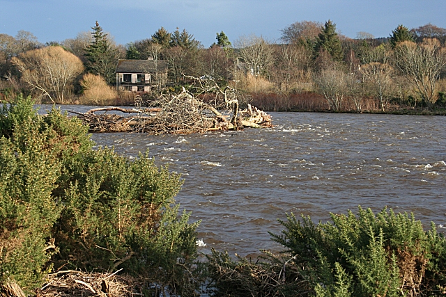 File:River Spey with Uprooted Tree - geograph.org.uk - 670544.jpg