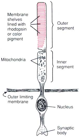 File:Rod&Cone.jpg