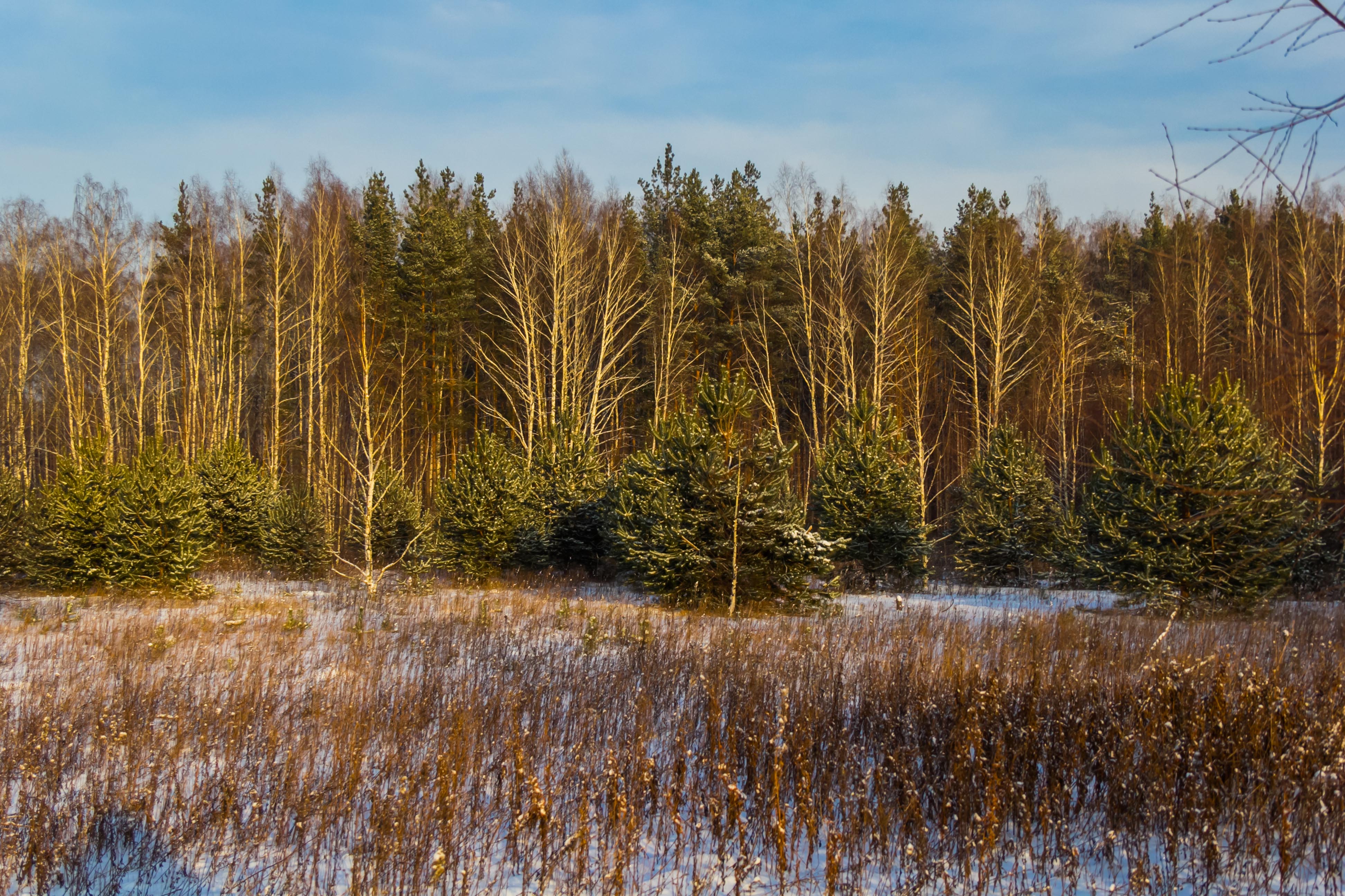 Река Роговая