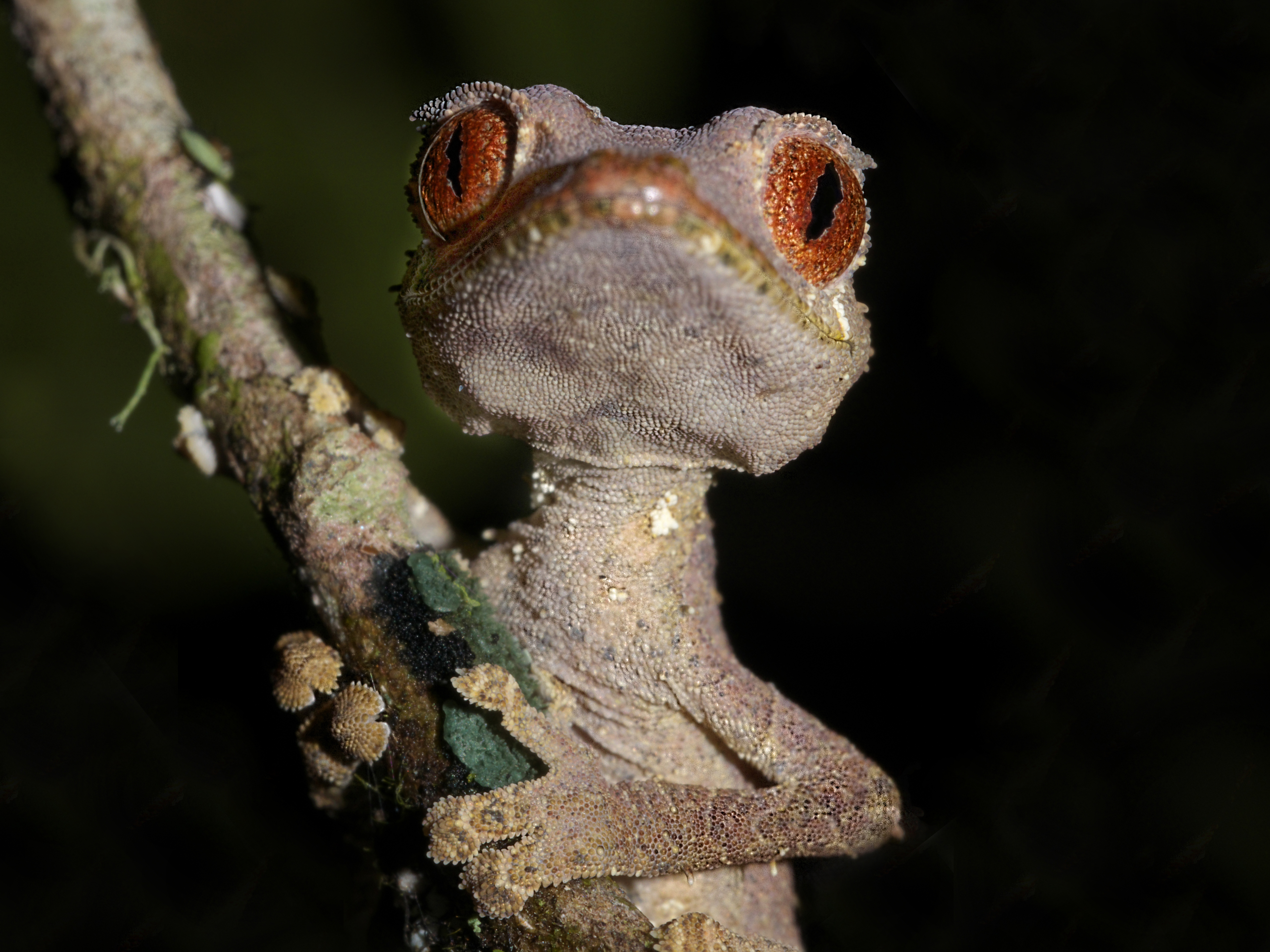 3 живое существо. Uroplatus phantasticus. Листохвостый геккон. Листохвостые Гекконы Мадагаскар. Листохвостый геккон яйца.