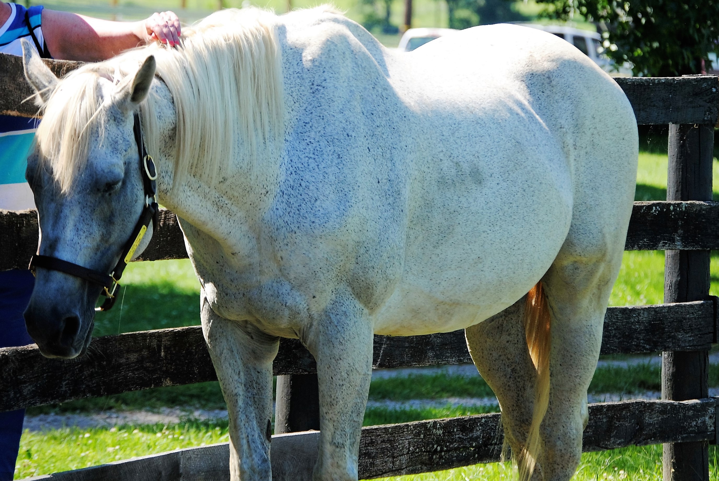 SILVER CHARM  Old Friend Equine