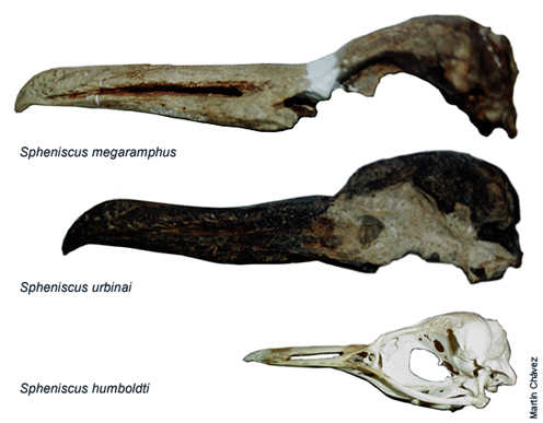 File:Spheniscus megaramphus S urbinai and S humboldti.jpg