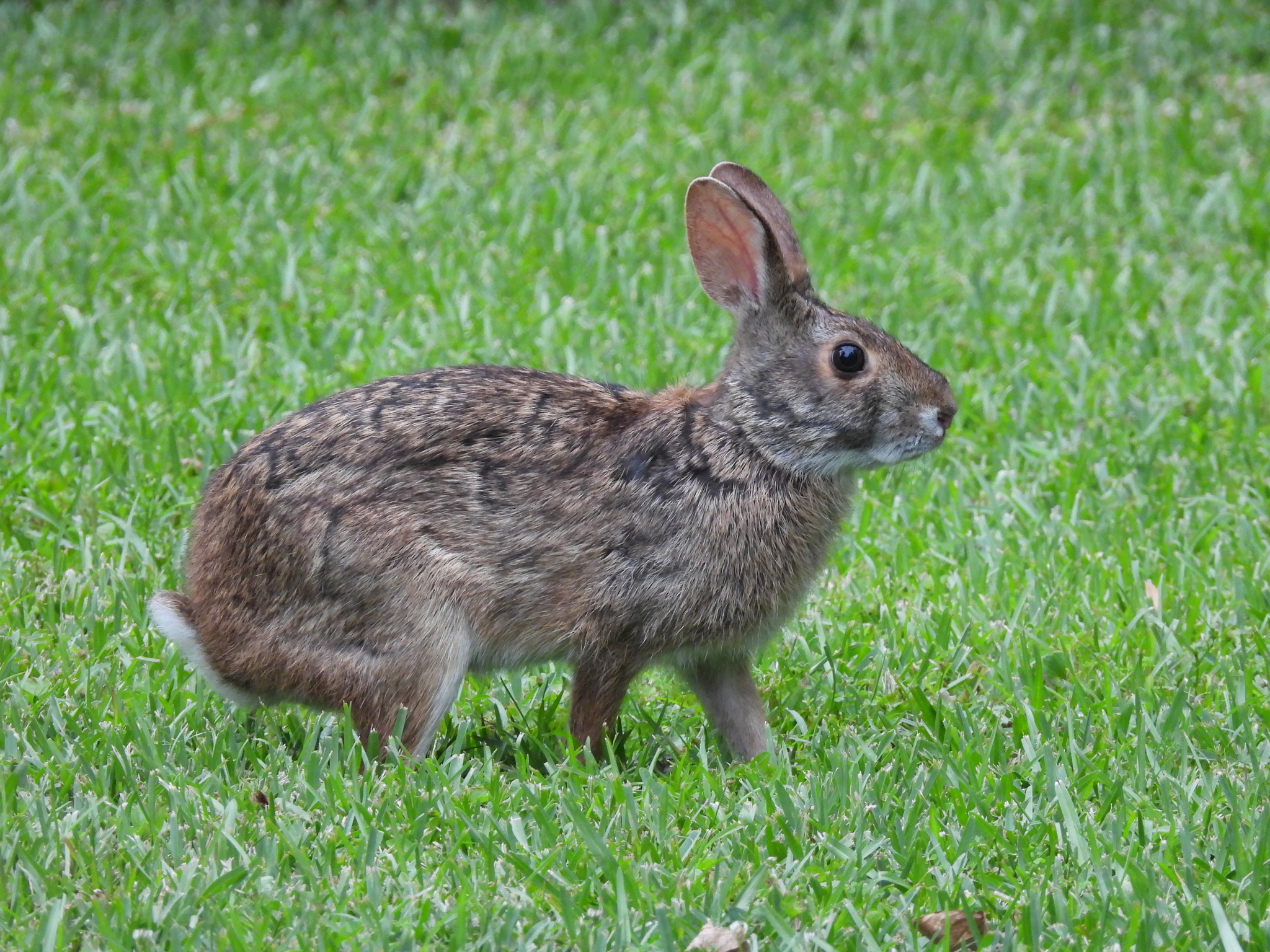 Swamp Rabbit (Sylvilagus aquaticus)