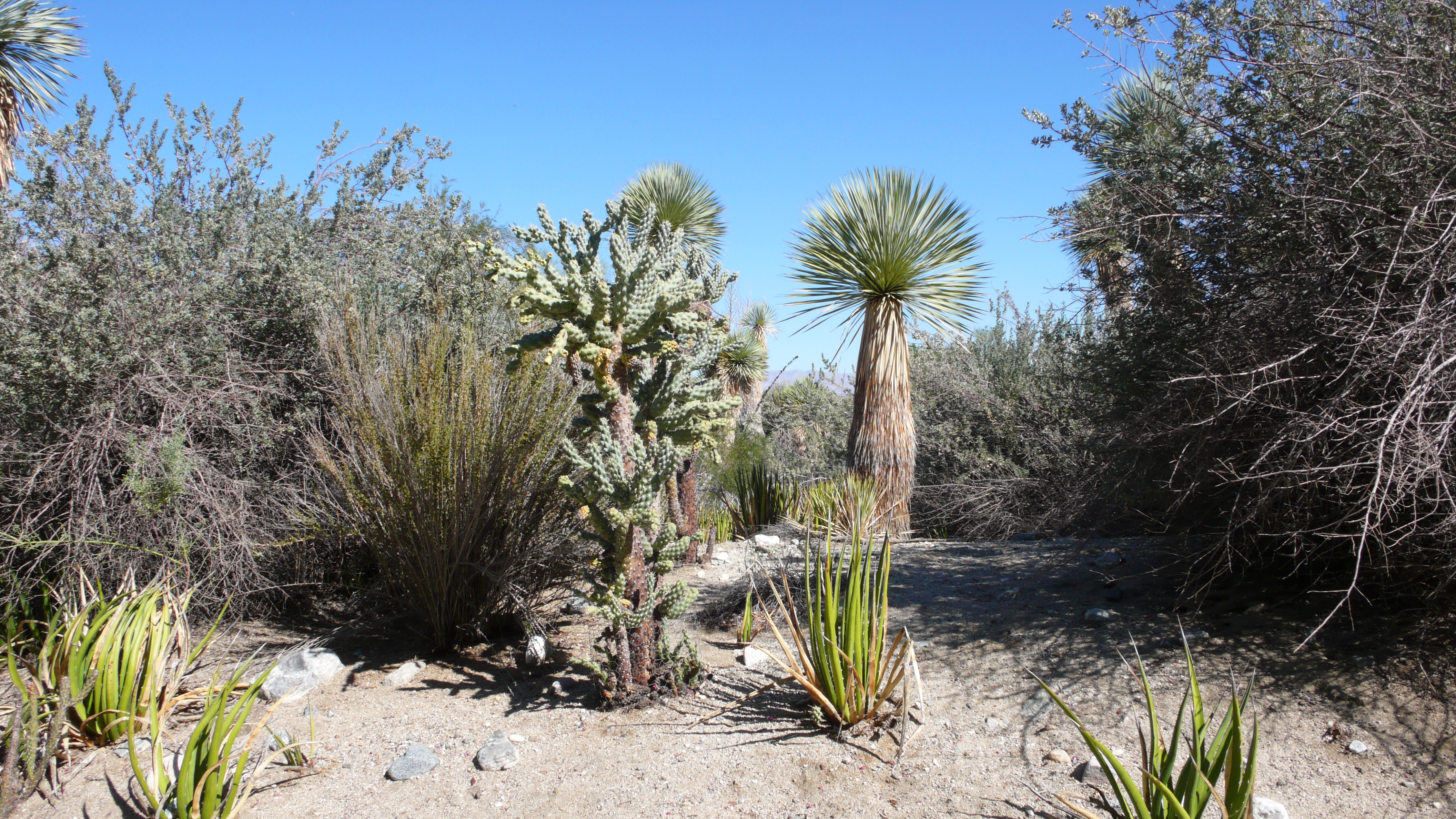 The living desert