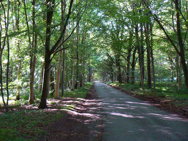 File:The start of Grand Avenue, Savernake Forest - geograph.org.uk - 1369929.jpg