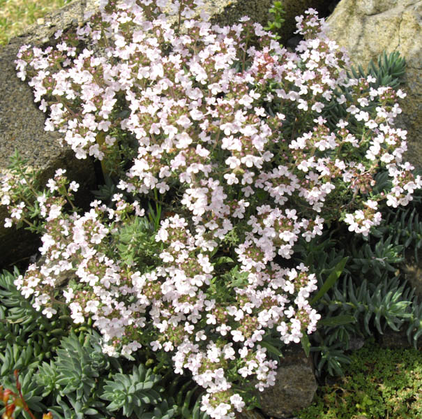 File:Thymus vulgaris 3 (Espagne).JPG