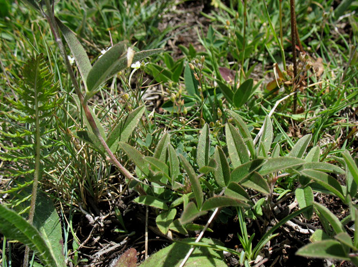 File:Trifolium alpestre plant (01).jpg