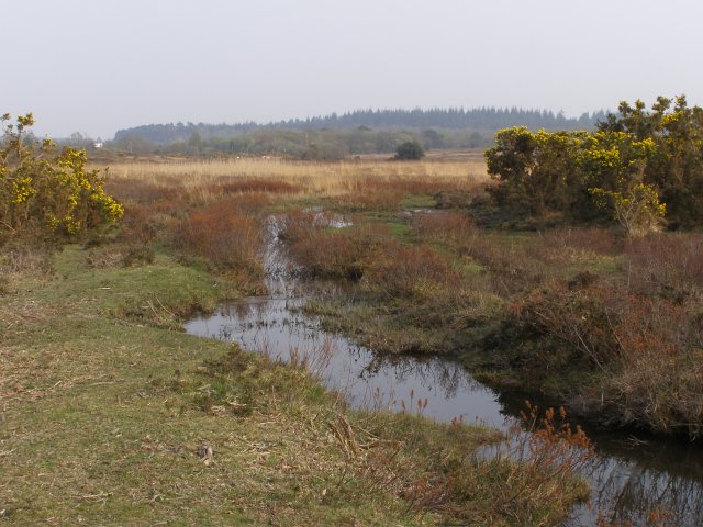 File:Upper Crockford Bottom, New Forest - geograph.org.uk - 407146.jpg