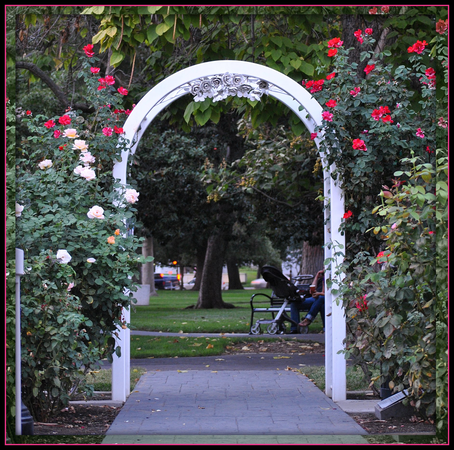 File World Peace Rose Garden Capitol Park Sacramento Ca Jpg