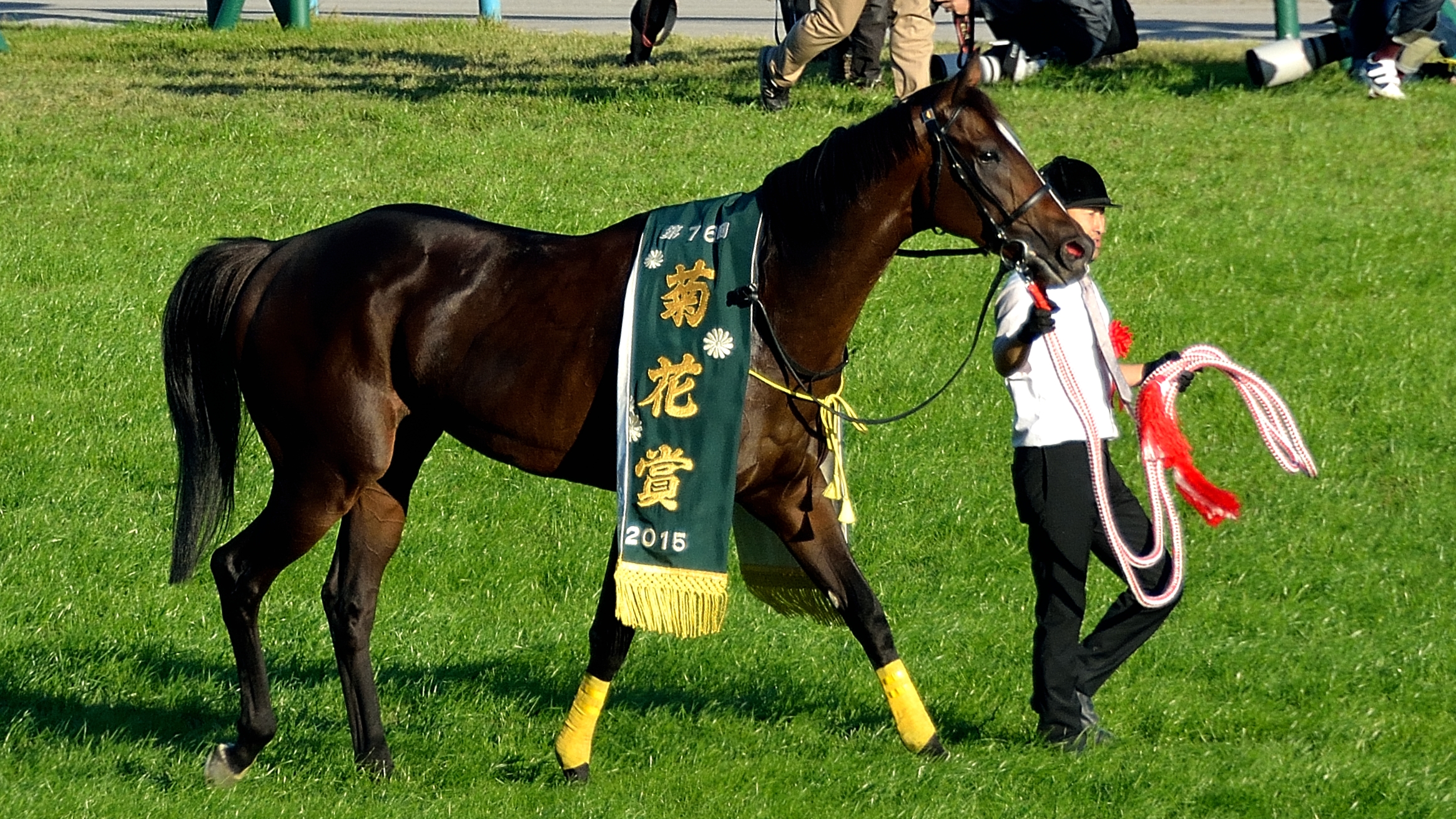 ファイル:第76回菊花賞の優勝レイを着装した勝利馬キタサンブラック 