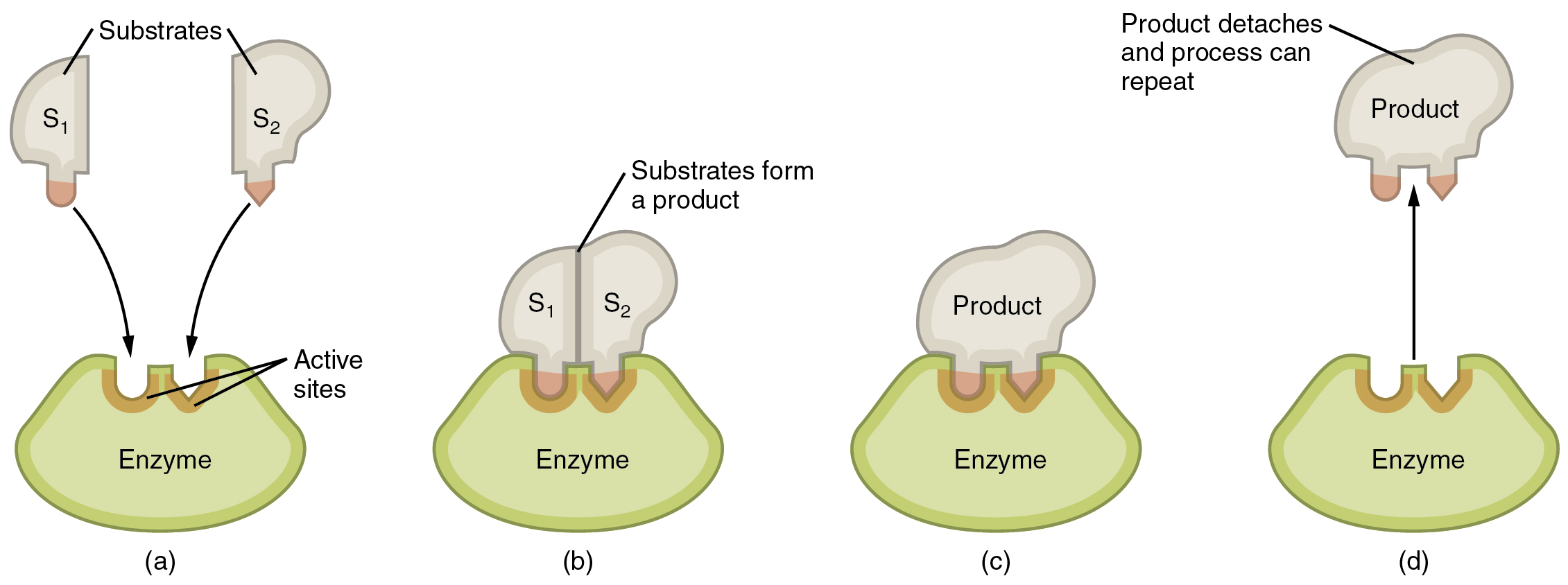 Enzyme substrate complex labeled