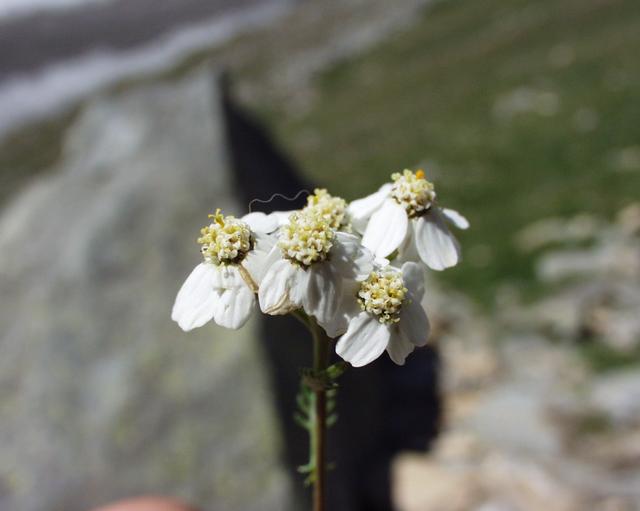 File:Achillea moschata11072002fleurs.JPG