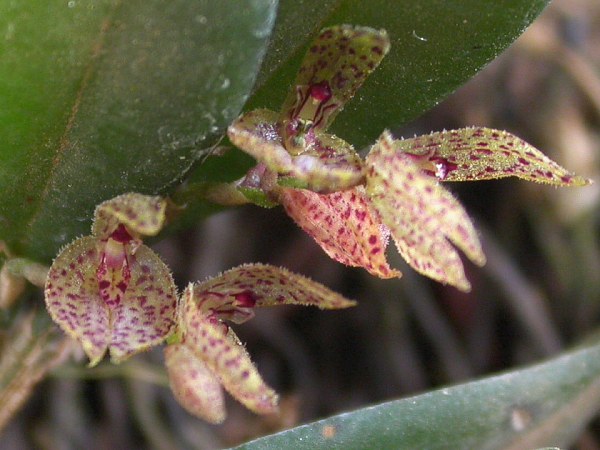 File:Acianthera bicornuta 02.jpg