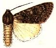 Acronicta tiena