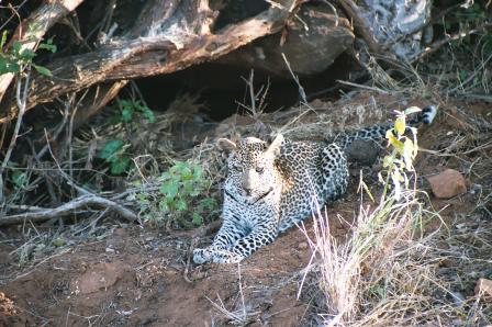 File:African leopard.jpg