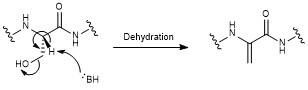 Amino acid dehydration of residues in nosiheptide Amino acid dehydration.jpg