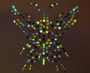 File:Aurora Butterfly of Peace in ultraviolet 01.jpg