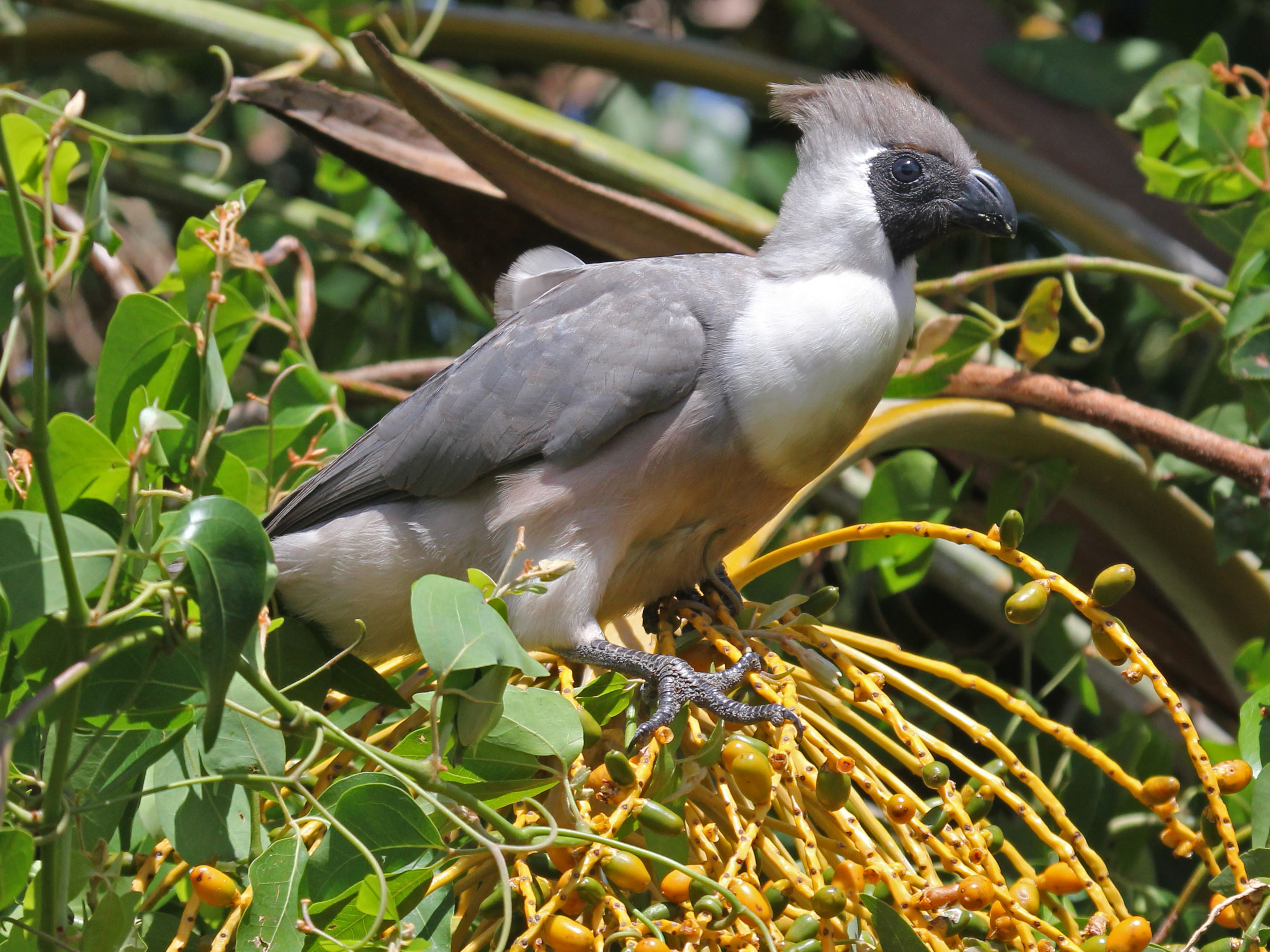 Bare-faced go-away-bird - Wikipedia