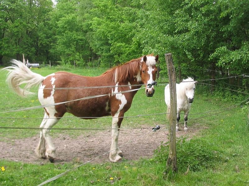 File:Belzig Pferde Muehlenweg.JPG