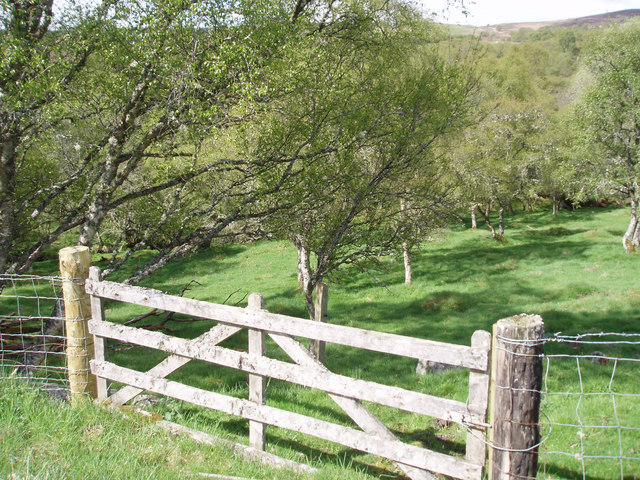 File:Birch Woods near Wester Craggan - geograph.org.uk - 806077.jpg