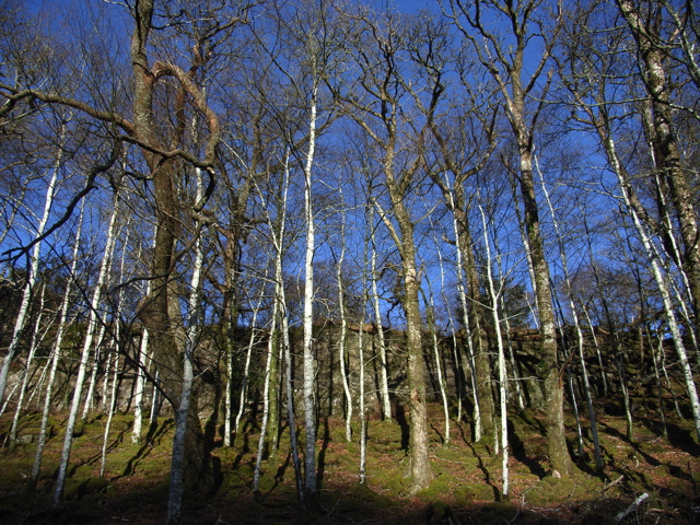 File:Birch at the side of the road to Achnamara - geograph.org.uk - 348018.jpg