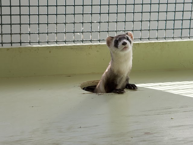 File:Black-footed Ferret in Captivity (5219917760).jpg