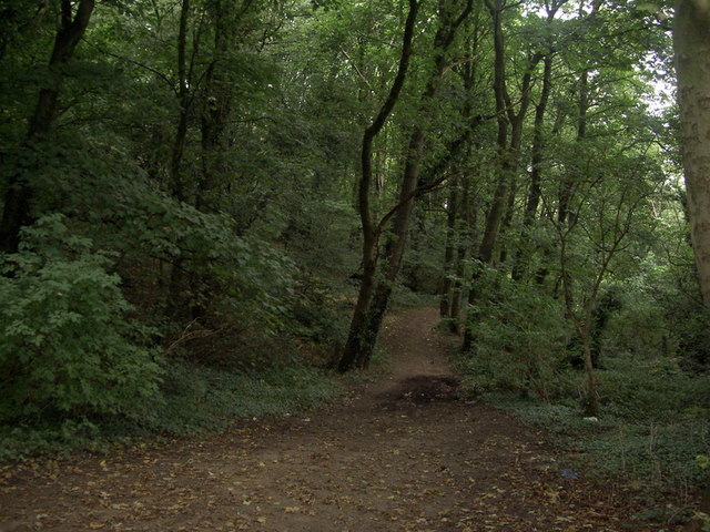 File:Brockholes Wood - geograph.org.uk - 557180.jpg