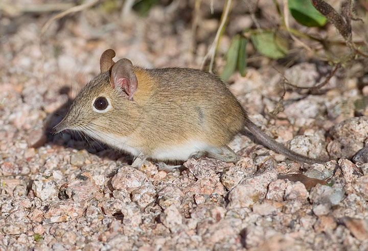 File:Bushveld-elephant-shrew.jpg