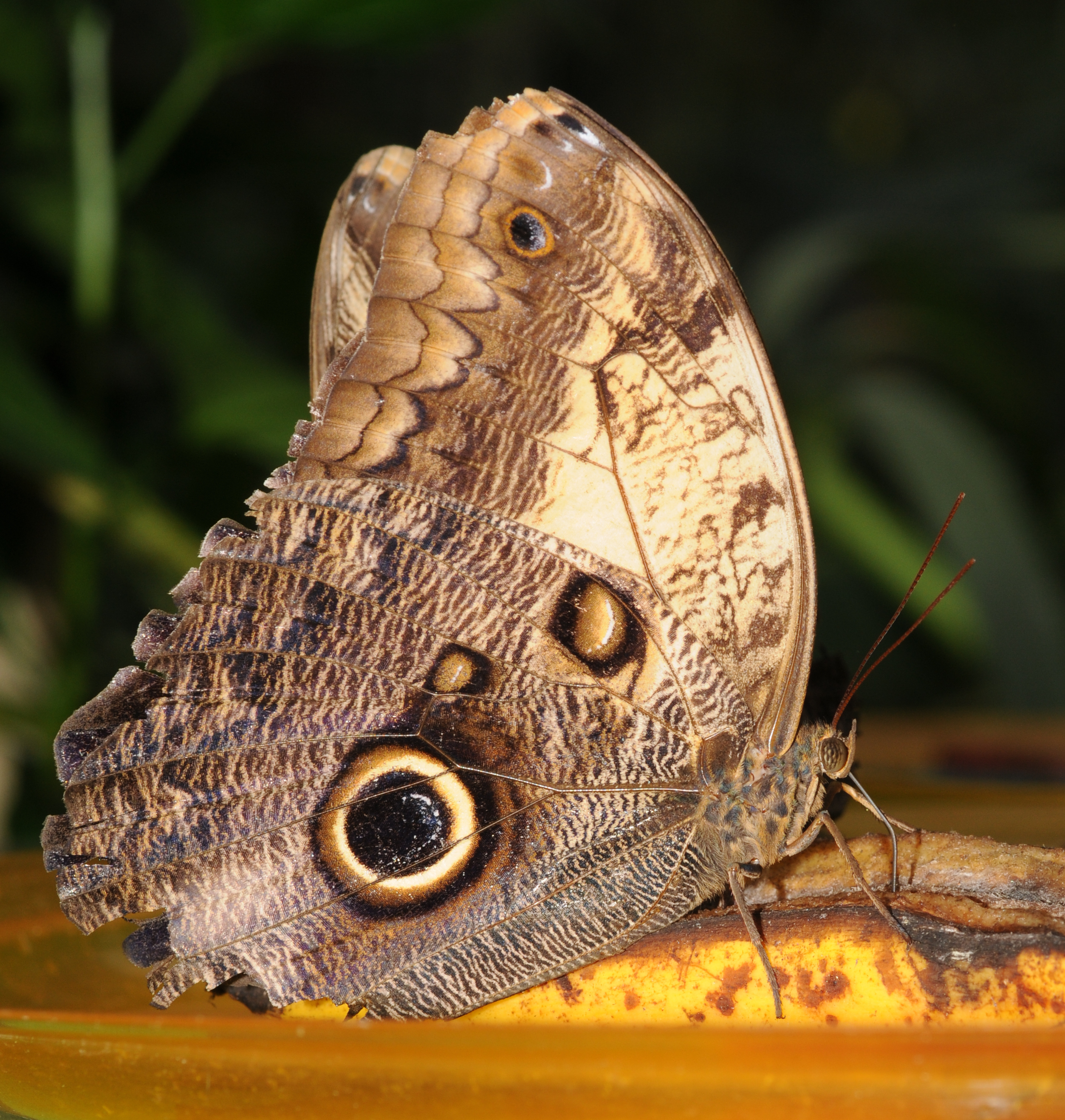 File:Caligo sp.jpg - Wikimedia Commons