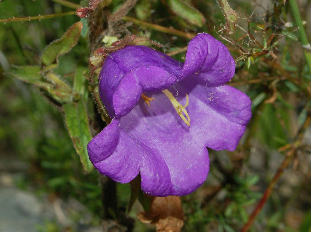 Колокольчик под 2. Фацелия калифорнийский колокольчик. Campanulaceae. Колокольчик жестковолосистый. Колокольчик средний.