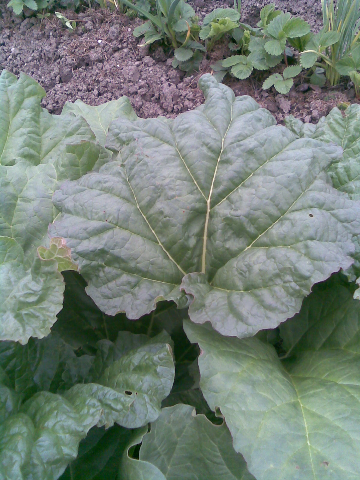 Rhubarb | PoultryDVM Toxic Plants A-Z