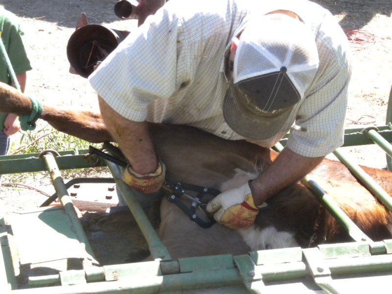 File:Castrating calves (5988549267).jpg