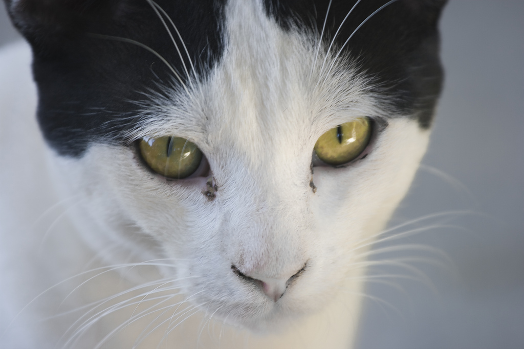 Cat eyes rheum 001 ما هو سبب نزول إفرازات حمراء من عين القط؟ 1 ما هو سبب نزول إفرازات حمراء من عين القط؟