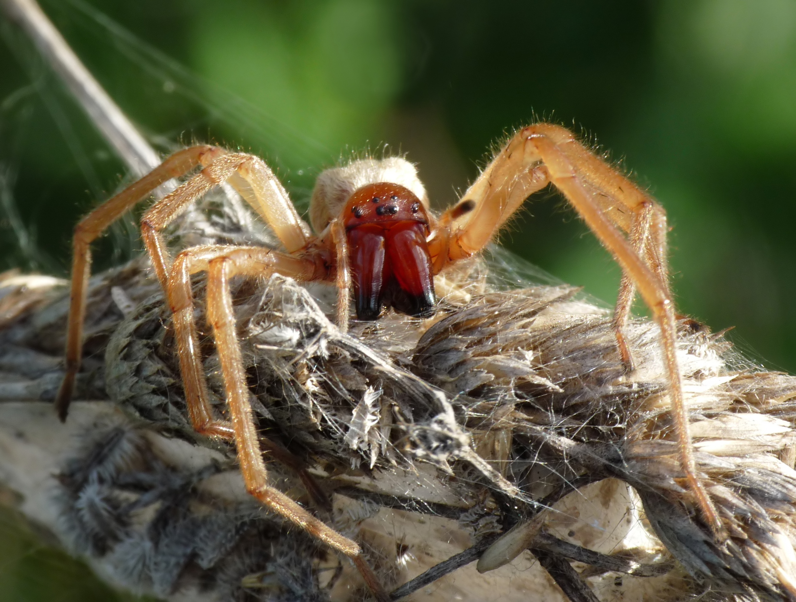 Самый ядовитый паук. Cheiracanthium punctorium. Cheiracanthium inclusum паук. Желтый паук Сак Cheiracanthium. Паук Cheiracanthium punctorium ядовитый.