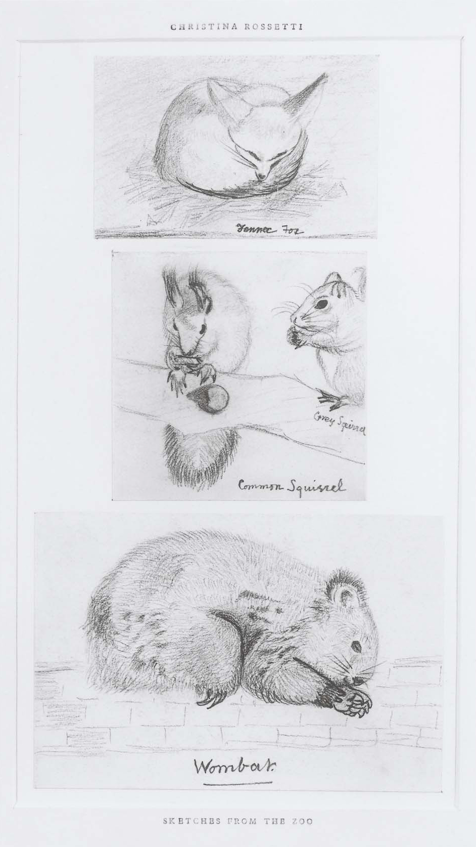 Pencil sketches of animals