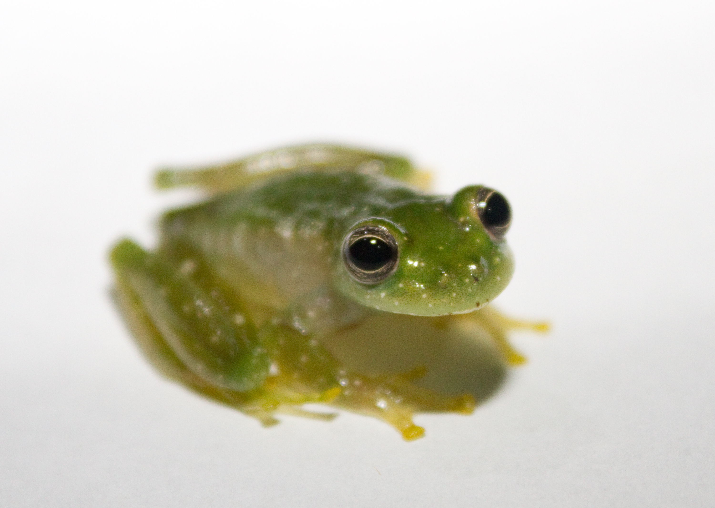 glass tree frog