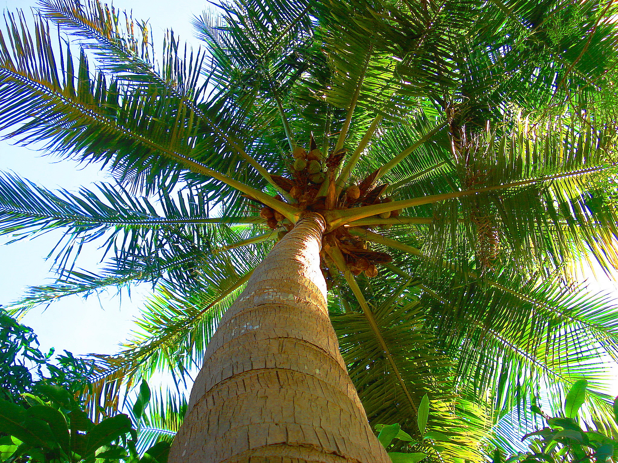 Дерево из семейства пальмовых 6 букв