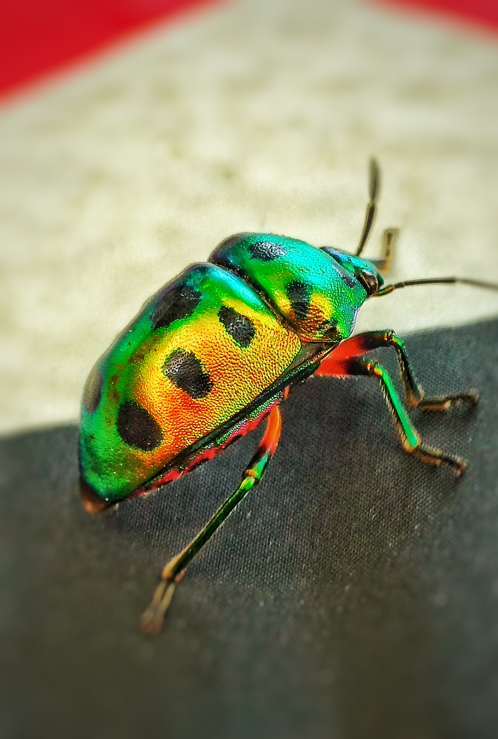 colorful beetles