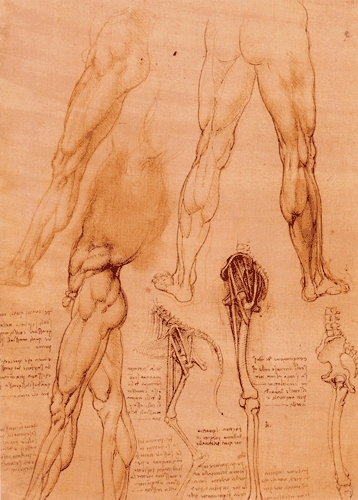 File:Comparative Studies of Human and Horse Legs.jpg