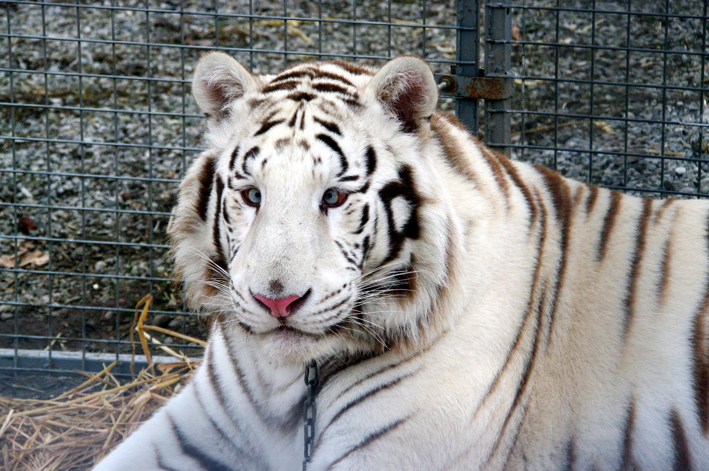 White tiger - Wikipedia