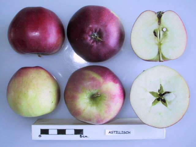 File:Cross section of Astillisch, National Fruit Collection (acc. 1967-002).jpg