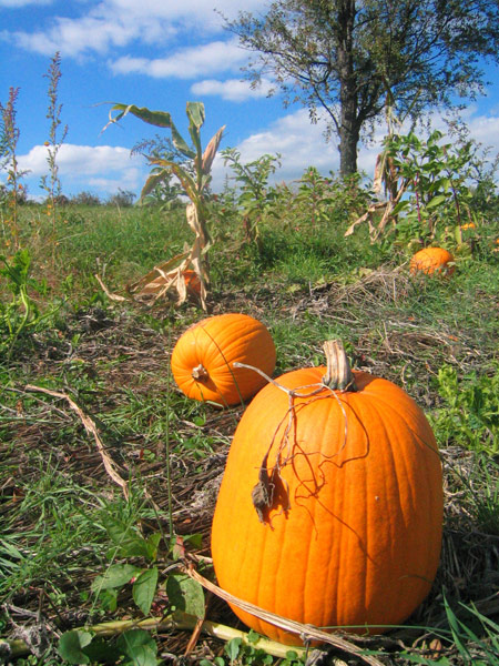 File:Damascus pumpkin picking.jpg