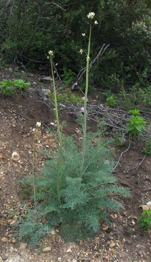 <i>Ehrendorferia ochroleuca</i> Species of flowering plant