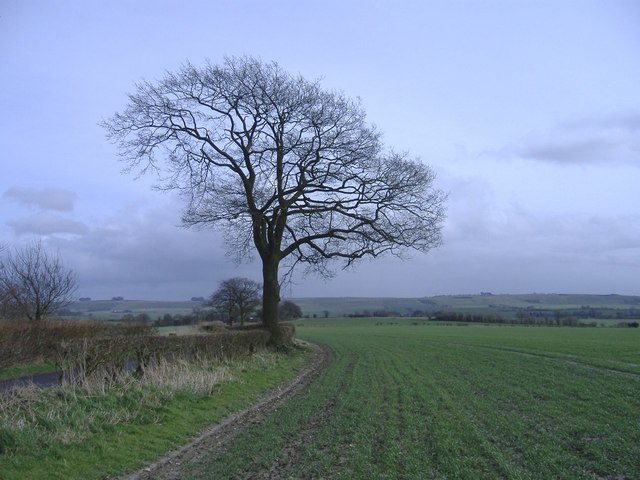 File:Downland, with tree - geograph.org.uk - 354709.jpg