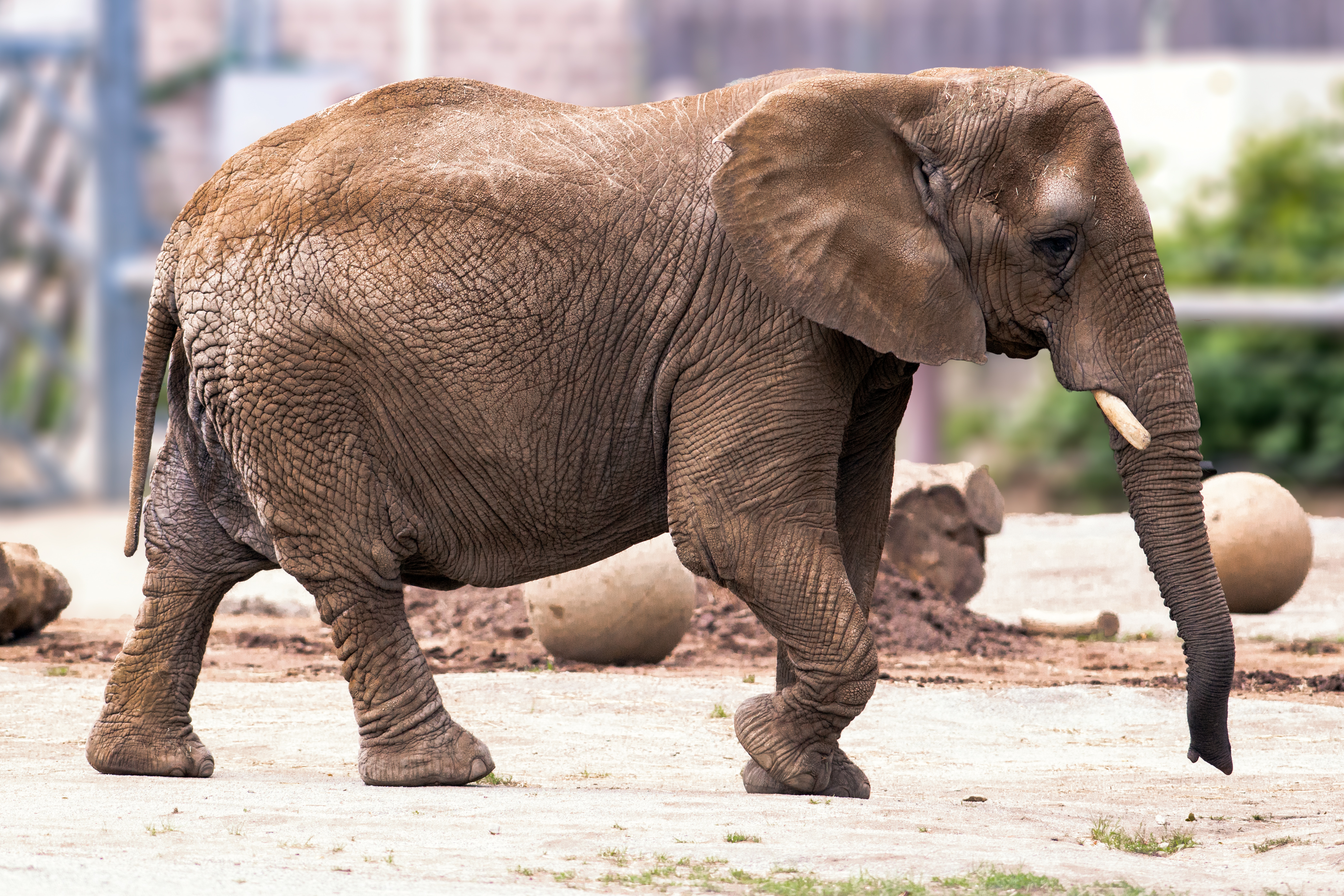 Elephants walking. Elephant walk. Baby Elephant walk for piccolo. Roger Williams Park Zoo. Roger Williams Park Zoo from Air.