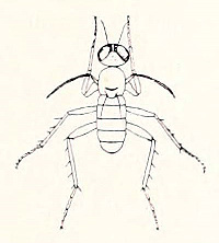 <i>Campsicnemus mirabilis</i> Extinct species of fly