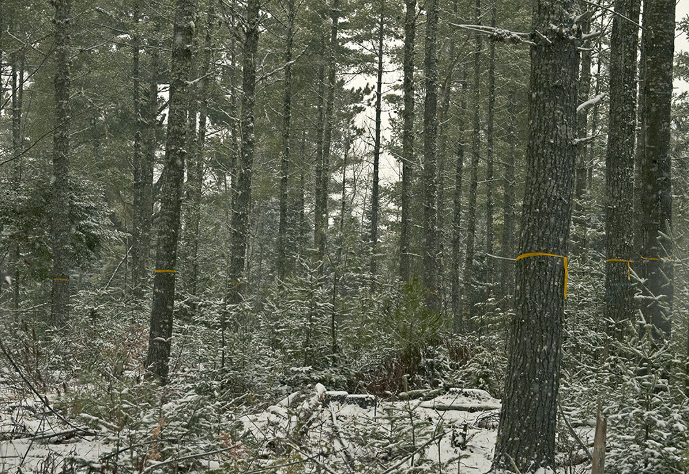 Timber Harvest: Shelterwood Technique