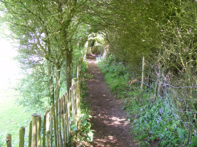 File:Footpath in a Hedge - geograph.org.uk - 1313219.jpg